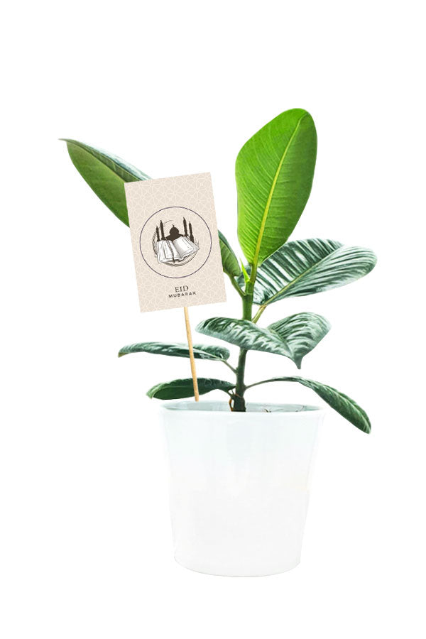 Customized Ficus Robusta indoor plant in elegant white pot