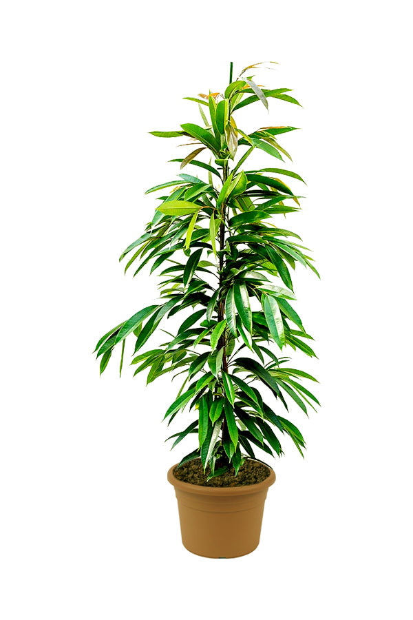 Ficus Amstel King - Ficus Alii Tree - Plantsworld.ae