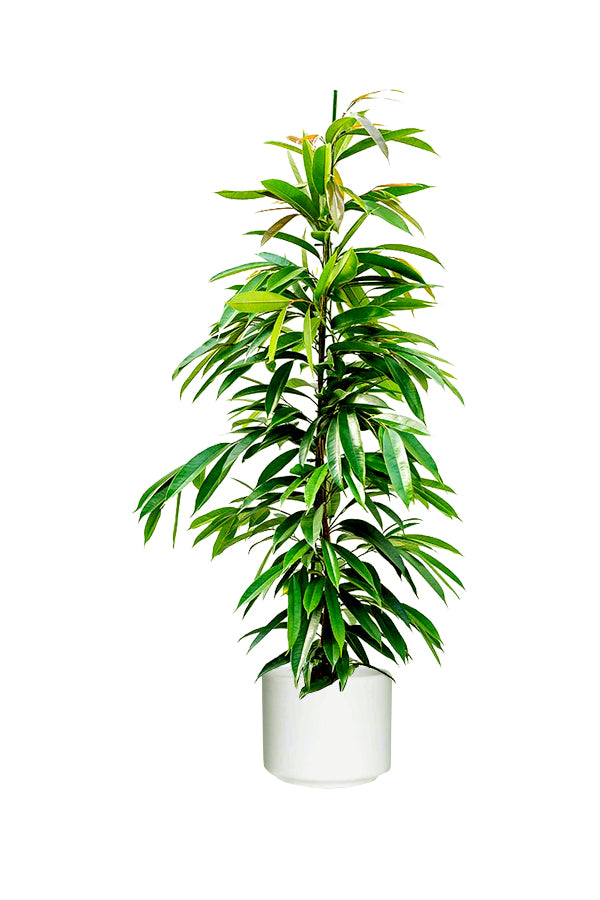 Ficus Amstel King - Ficus Alii Tree for Indoor Spaces in white ceramic pot
