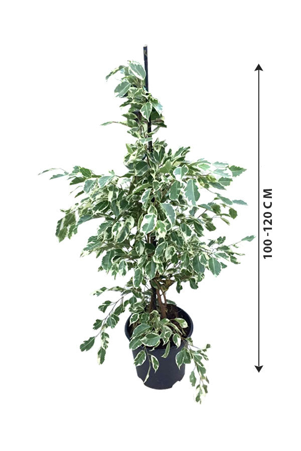 Dwarf Weeping Fig - Ficus Benjamina 'Green Kinky' - Plantsworld.ae