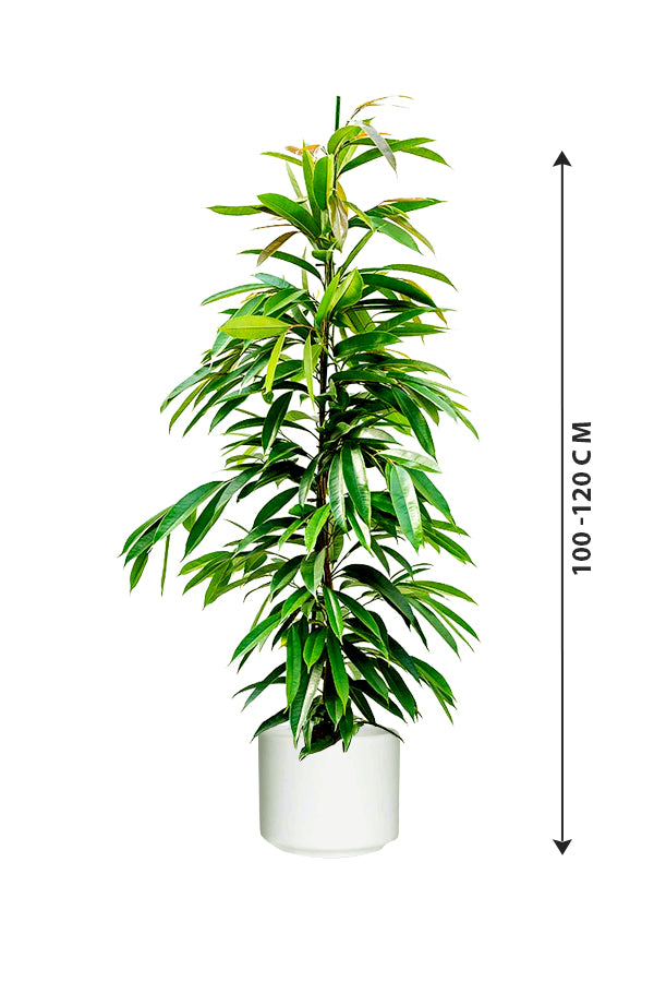 Ficus Amstel King - Ficus Alii Tree - Plantsworld.ae