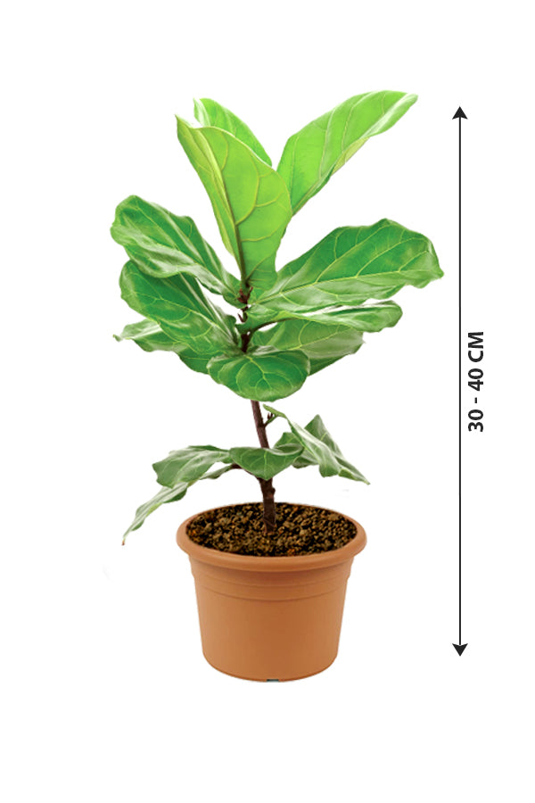 Fiddle Leaf Fig - Ficus Lyrata - Plantsworld.ae