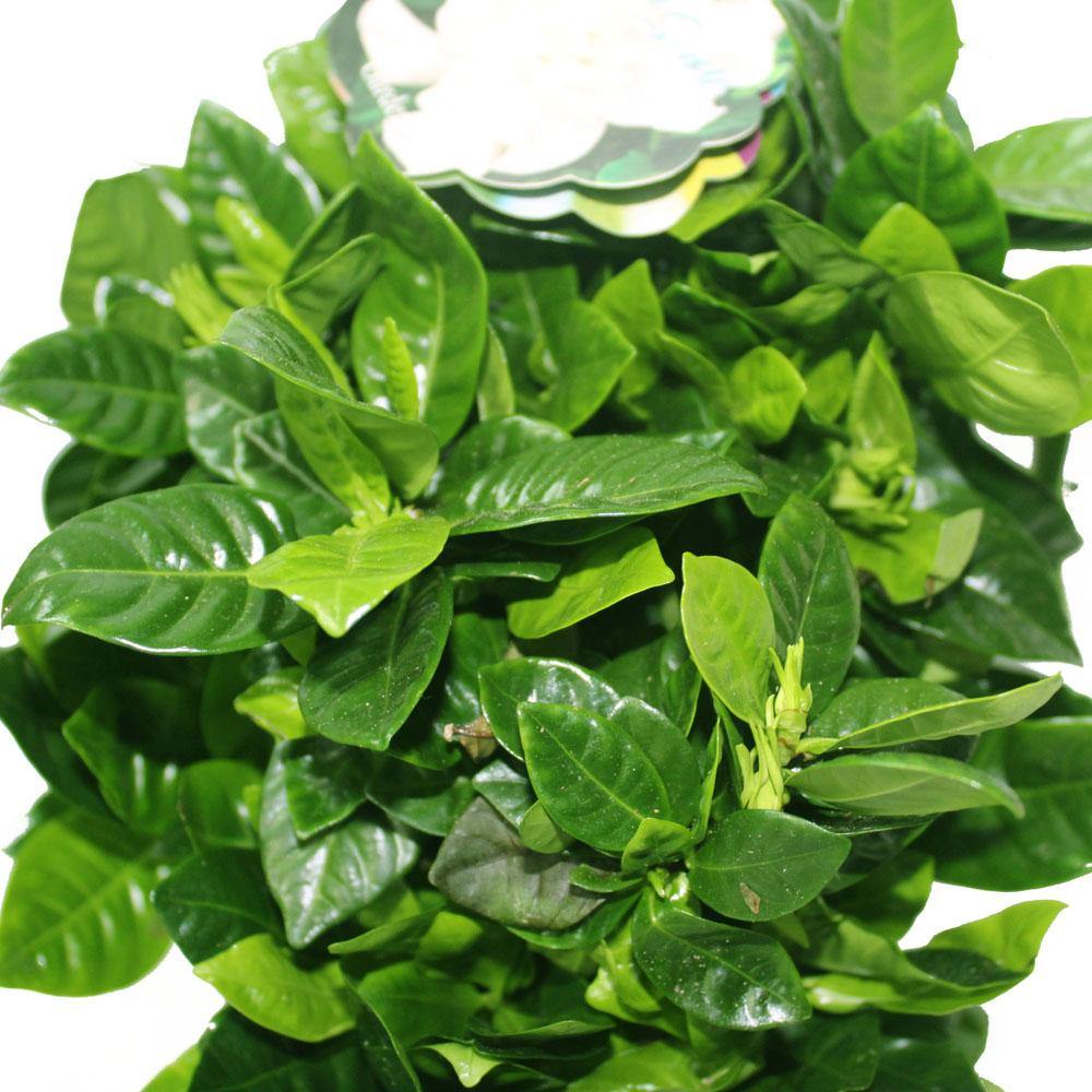 Gardenia - Cape Jasmine Indoor Flowering Plants - Plantsworld.ae - {{ varient.name }}