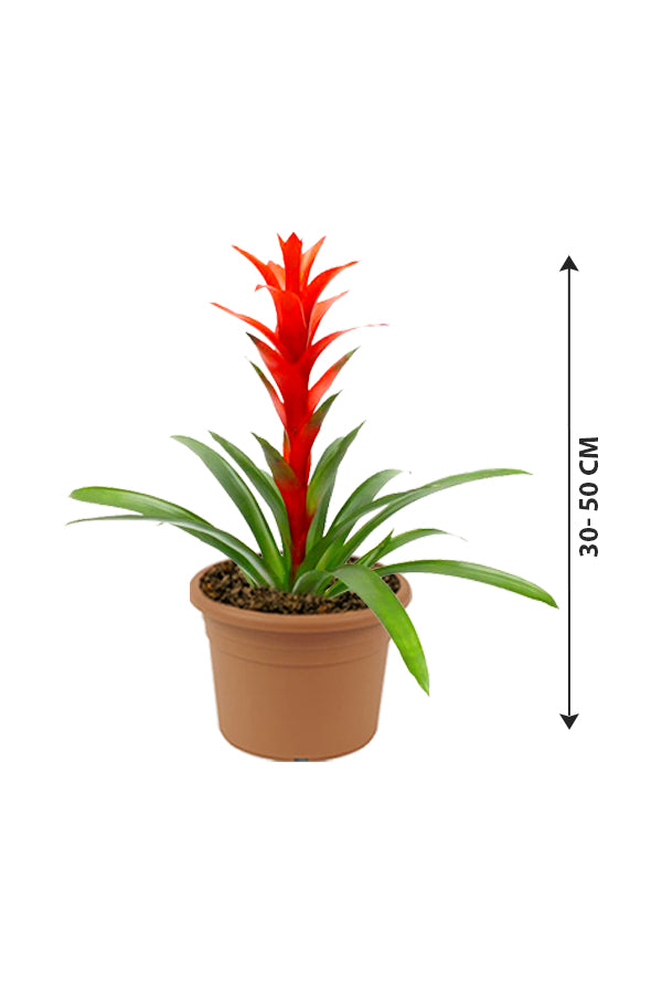 Guzmania - Guzmania Lingulata - Plantsworld.ae
