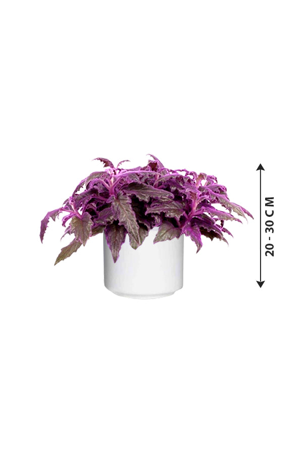 Gynura Aurantiaca - Purple Passion - Plantsworld.ae