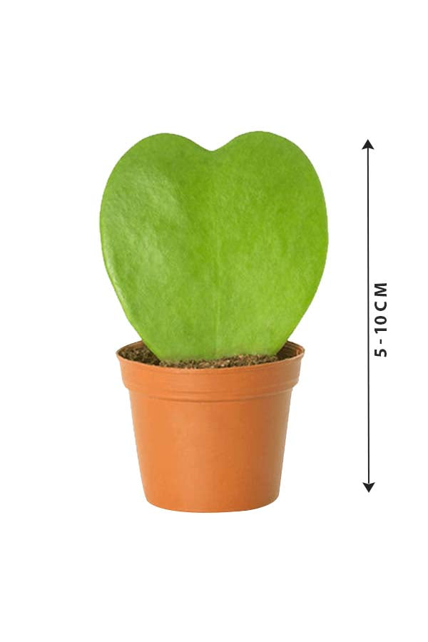 Hoya Kerrii - Valentine Plants - Plantsworld.ae