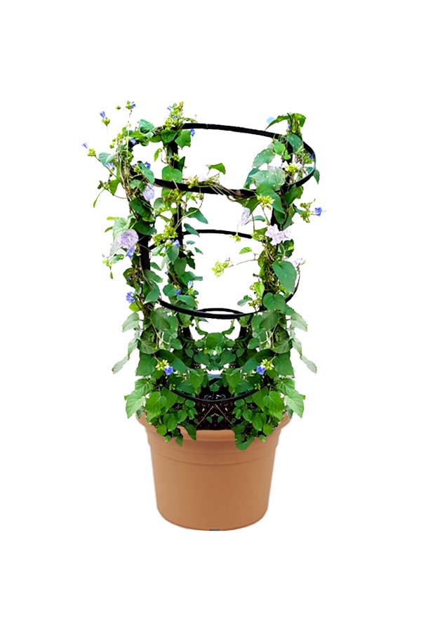 Jacquemontia Marathi Jacquemontia Outdoor Flowering Creeper Plant – Beautiful Blue Flowers for Your Garden.