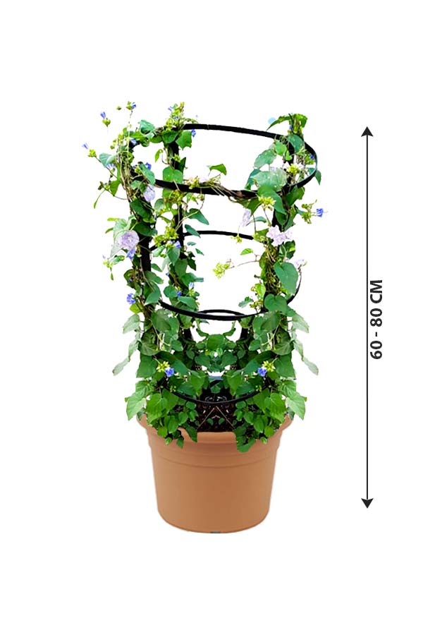Jacquemontia Marathi - Jacquemontia - Plantsworld.ae