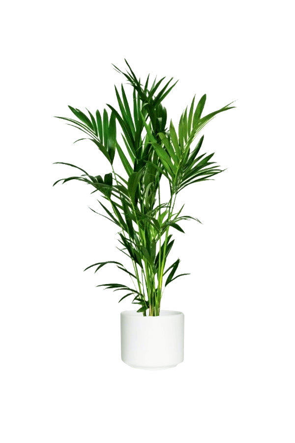 Lush Kentia Palm - Howea Forsteriana in a Decorative Pot