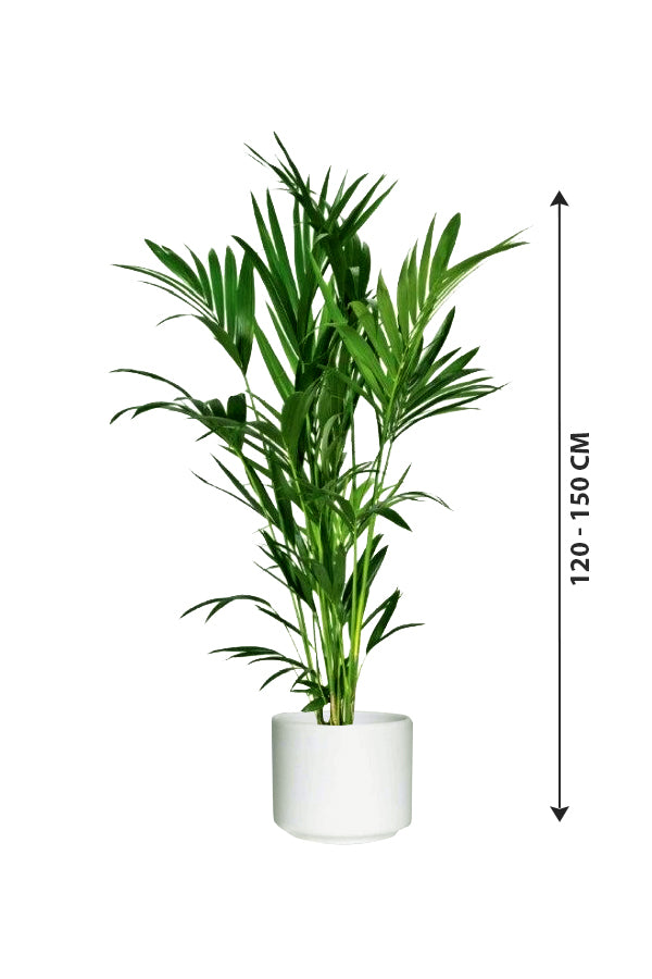 Kentia Palm - Howea Forsteriana - Plantsworld.ae