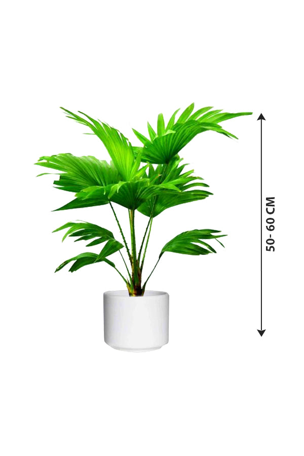 Cabbage Palm - Livistona Australis - Plantsworld.ae