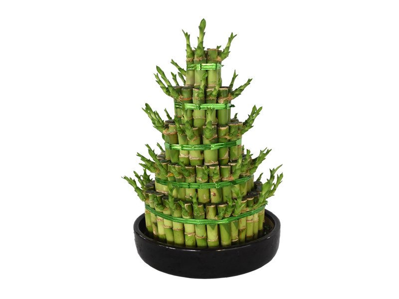 Lucky Bamboo - Steps - Plantsworld.ae