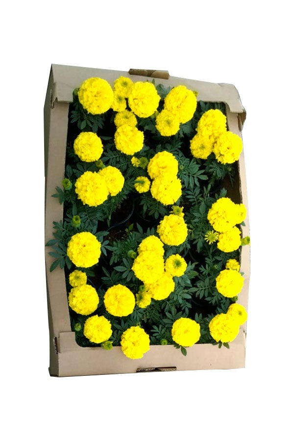 Marigold - Tagetes Erecta - Plantsworld.ae