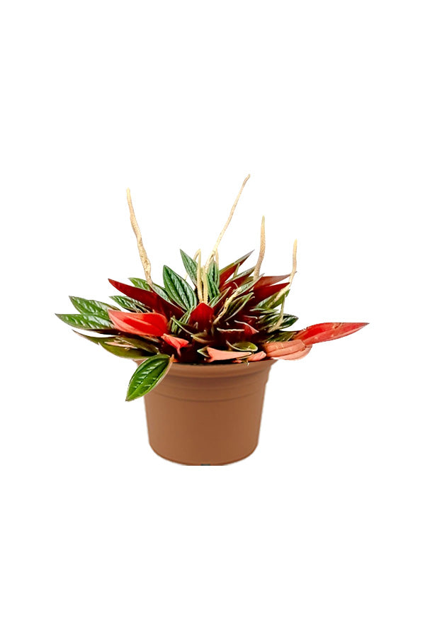 Metallic Peperomia - Peperomia Metallica - Plantsworld.ae