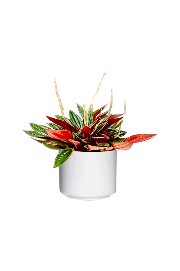 Metallic Peperomia Rosso indoor plant with dark green leaves and red undersides