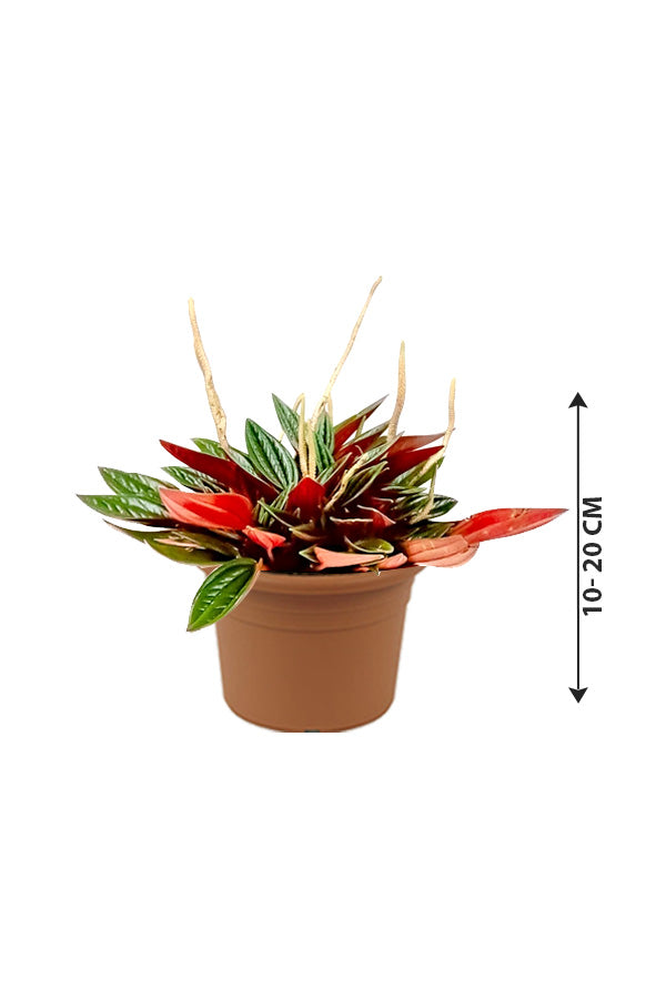 Metallic Peperomia - Peperomia Metallica - Plantsworld.ae