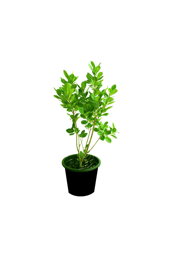 Mistletoe Fig - Ficus Deltoidea Indoor Plant with Heart-Shaped Leaves