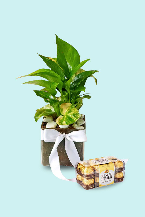 Money plant gift symbolizing luck and prosperity