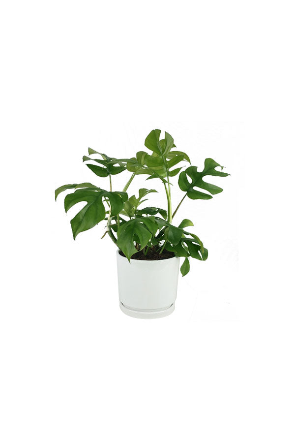 Decorative houseplant with split, fenestrated green leaves