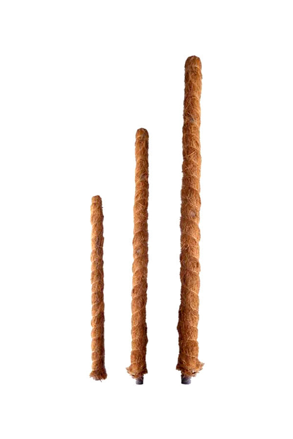 Moss-covered climbing stick for houseplants