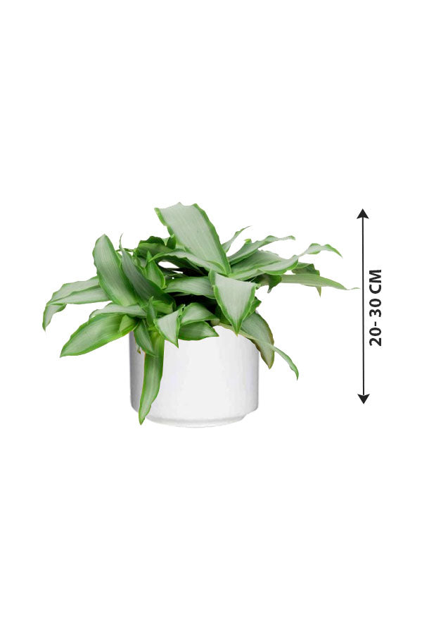 Murdannia Loriformis - "Bright Star" - Indoor Plant - Plantsworld.ae