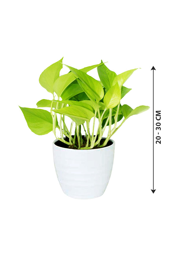 Neon Pothos - Epipremnum Aureum 'Neon' - Plantsworld.ae