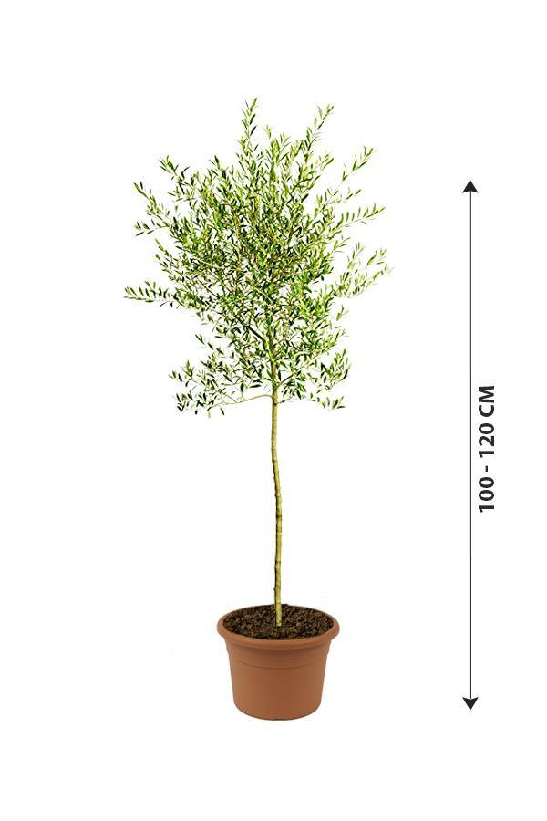 Olive-Olea Europaea - Olive-Olea Europaea - Plantsworld.ae