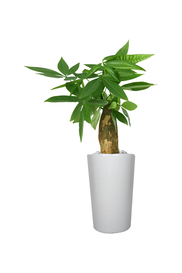 Diamond Office Plant Combo - Mixed Species - Plantsworld.ae