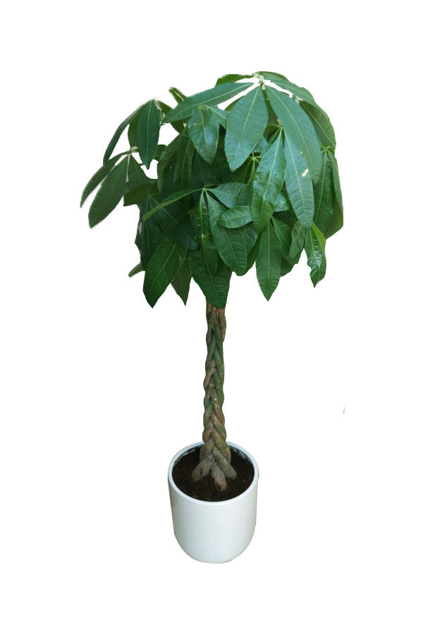 Pachira Twisted - Money Tree - Plantsworld.ae