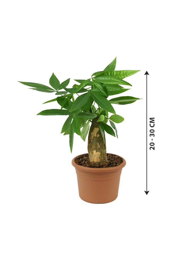 Money Tree - Pachira Aquatica - Plantsworld.ae