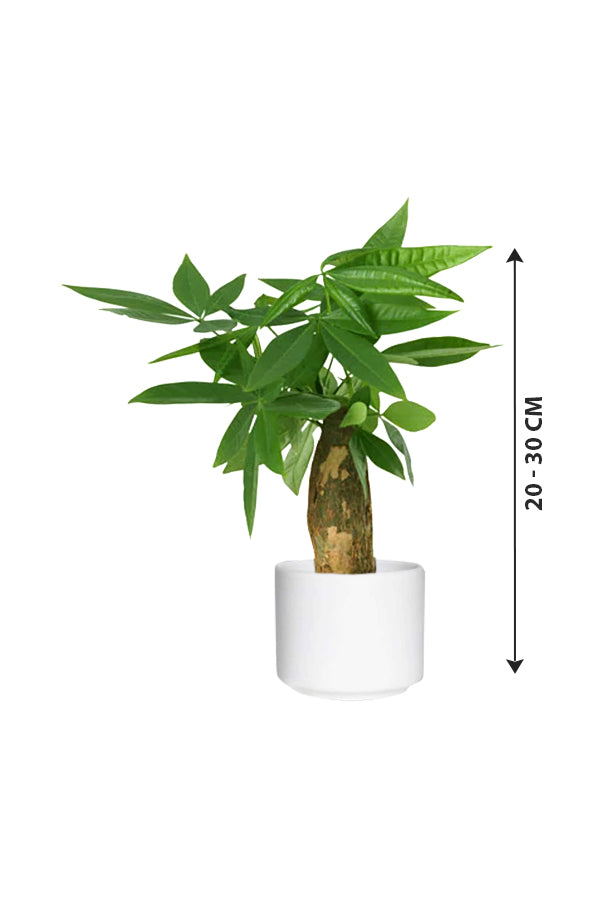 Pachira Small Mini Money Tree with braided trunk and lush green leaves in a white ceramic pot.