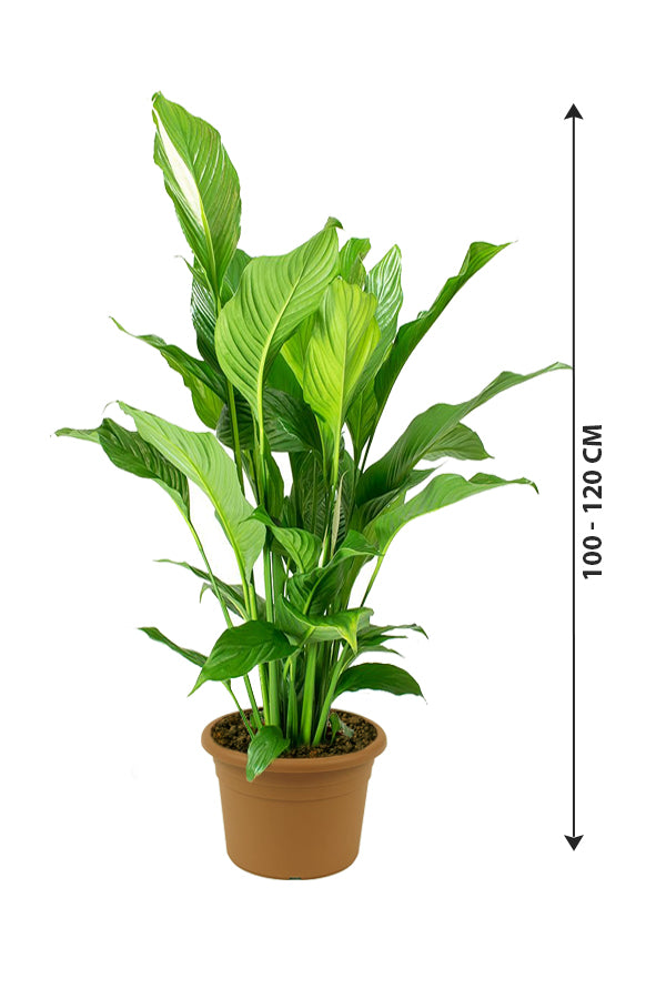 Peace Lily - Spathiphyllum Wallisii - Plantsworld.ae