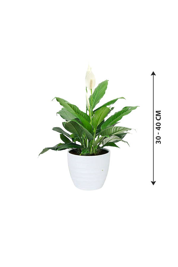 Peace Lily - Spathiphyllum Wallisii - Plantsworld.ae