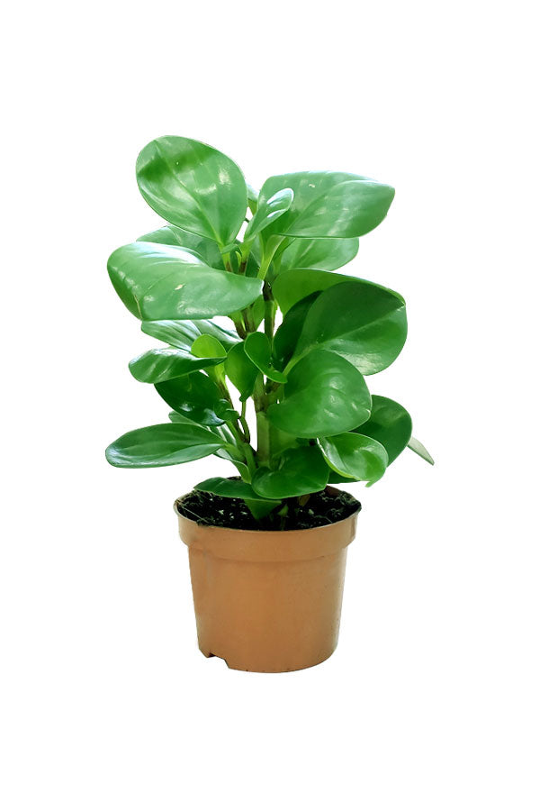 Peperomia Obtusifolia - Ornamental Plant - Plantsworld.ae