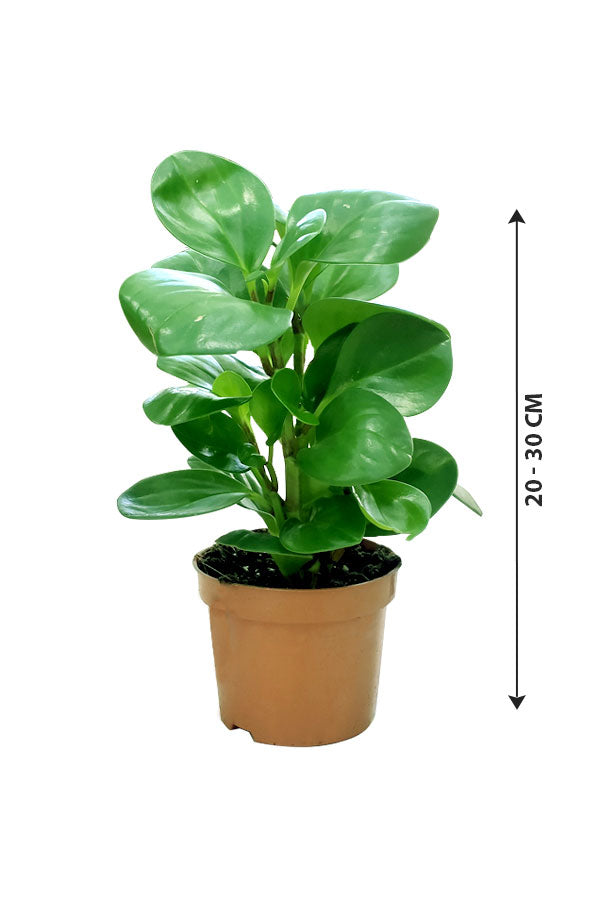 Peperomia Obtusifolia - Ornamental Plant - Plantsworld.ae