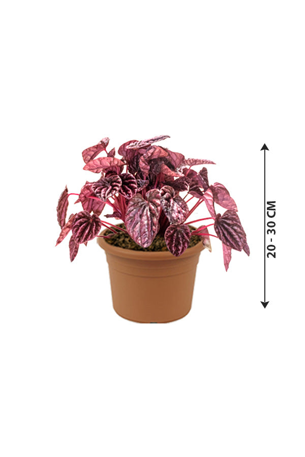 Red Luna - Peperomia Caperata - Plantsworld.ae