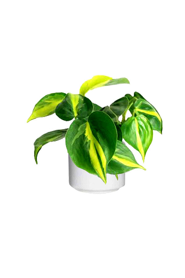Philodendron Brazil heart leaf indoor plant with vibrant green and yellow variegated foliage
