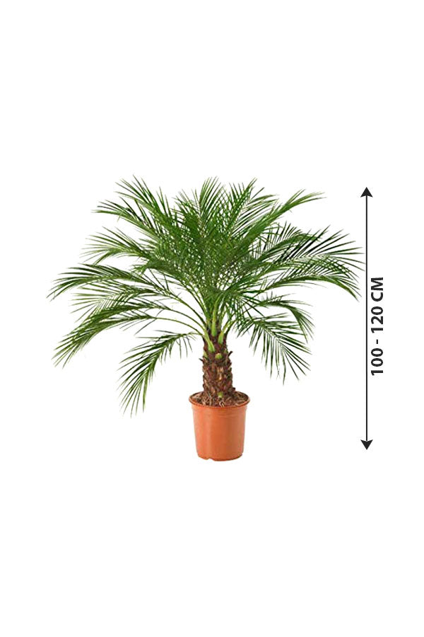Phoenix Roebelenii - Indoor Pygmy Palm - Plantsworld.ae