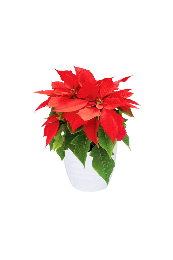 Poinsettia - Christmas Flower Plant - Plantsworld.ae