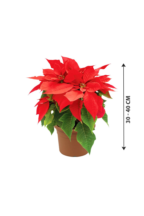 Poinsettia - Christmas Flower Plant - Plantsworld.ae