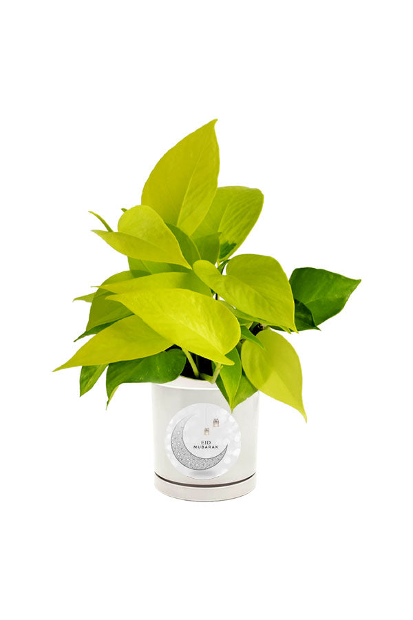 Golden Pothos Scindapsus Aureus plant with personalized Eid message