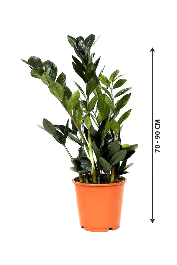 Raven ZZ (BLACK) - Zamioculcas Zamiifolia - Plantsworld.ae
