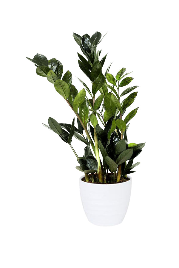 Raven ZZ (BLACK) - Zamioculcas Zamiifolia Plant with Dark Green, Glossy Leaves in White Ceramic Pot