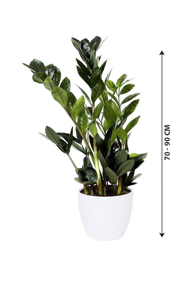 Raven ZZ (BLACK) - Zamioculcas Zamiifolia - Plantsworld.ae