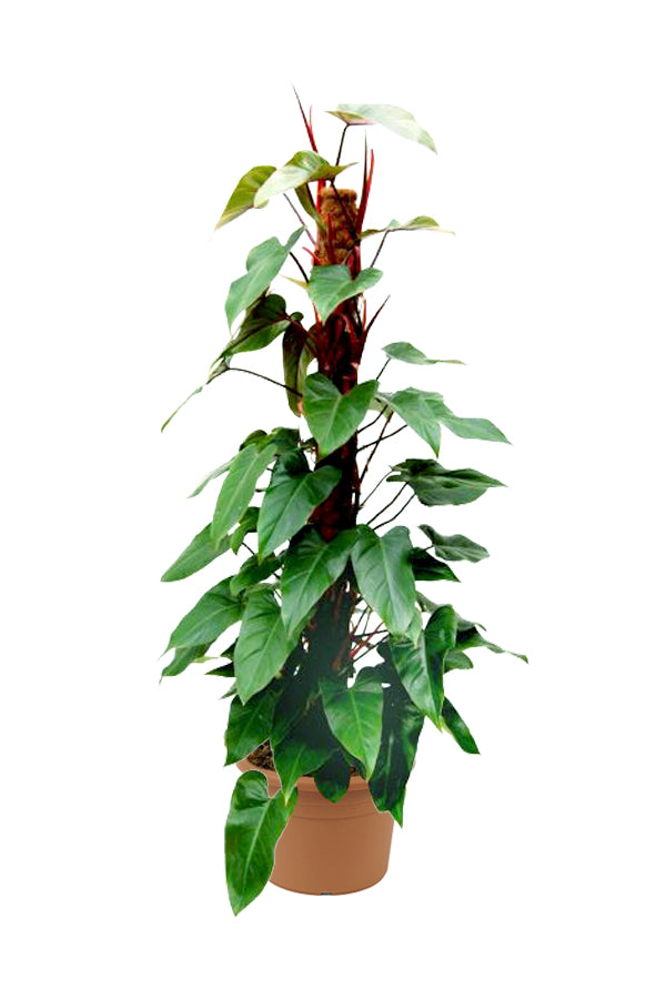 Red Emerald Philodendron - Philodendron Erubescens - Plantsworld.ae