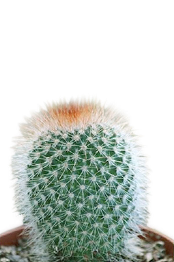 Red Headed Irishman Cactus - Cactus & Succulents - Plantsworld.ae