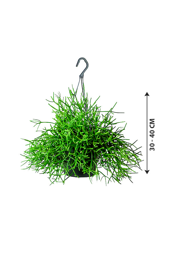 Mistletoe Cactus - Rhipsalis Baccifera - Plantsworld.ae