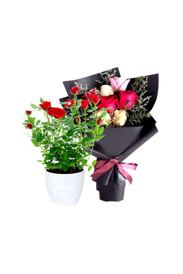 Beautiful indoor rose plant with seasonal flower arrangement