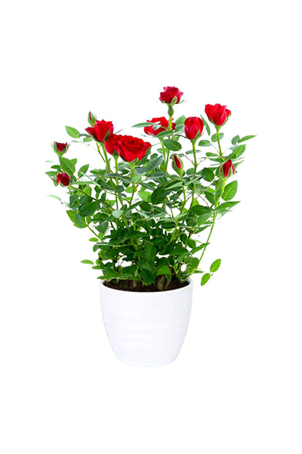 Indoor Rose plant with vibrant blooms in a decorative pot.