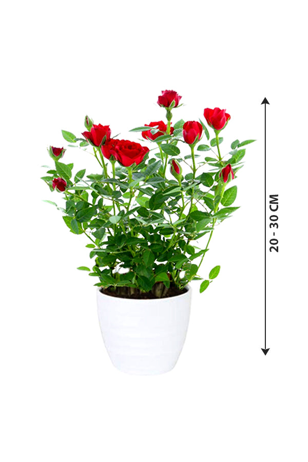 Rose - Indoor Flowering Plant - Plantsworld.ae